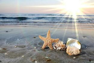 生命沙滩,探寻自然与生命的交融奇迹