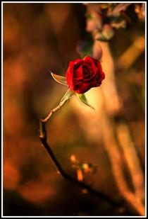 朦胧小物,探寻光影交织下的诗意世界